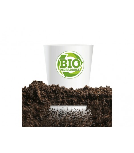 Vaso Biodegradable