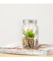 Planta Decorativa Kyala